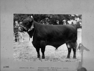1948 Wenhaston Churchill champion bull sold for a orld record price of 1000Guineas by Mr. W. Smith.