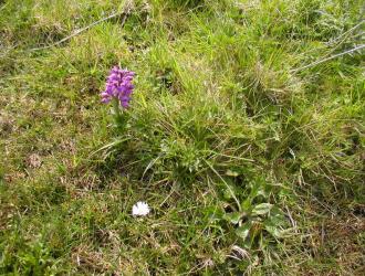 .2006. An orchid on Chippenhall Common. An area of  SSI.
